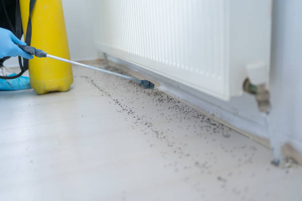 Best Flea Control Services  in Grabill, IN